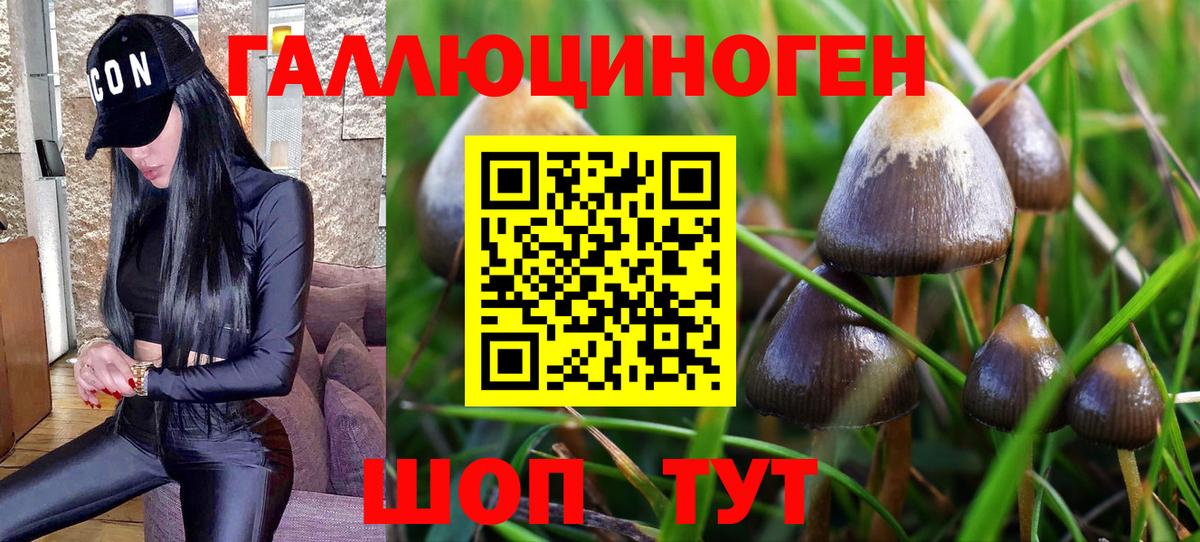 Псилоцибиновые грибы GOLDEN TEACHER  Шарыпово 